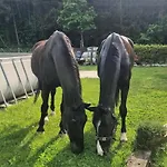 Nyaraló I Salici Viggiù